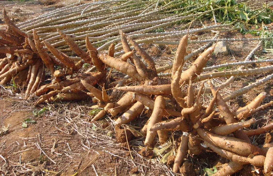 回顾木薯既然有毒为何还有人大量种植呢是还有人食用吗