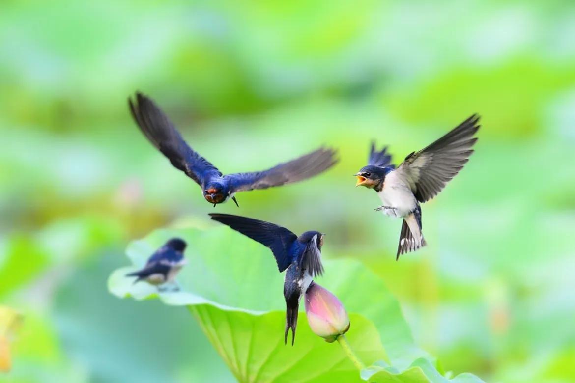 回顾:中国人又不吃燕子肉,为什么燕子还年年减少,它们去哪了?