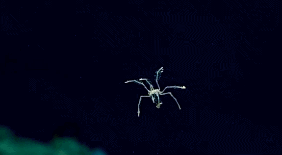 海蜘蛛用5亿年亲自证明了一个道理只要足够废物就没天敌