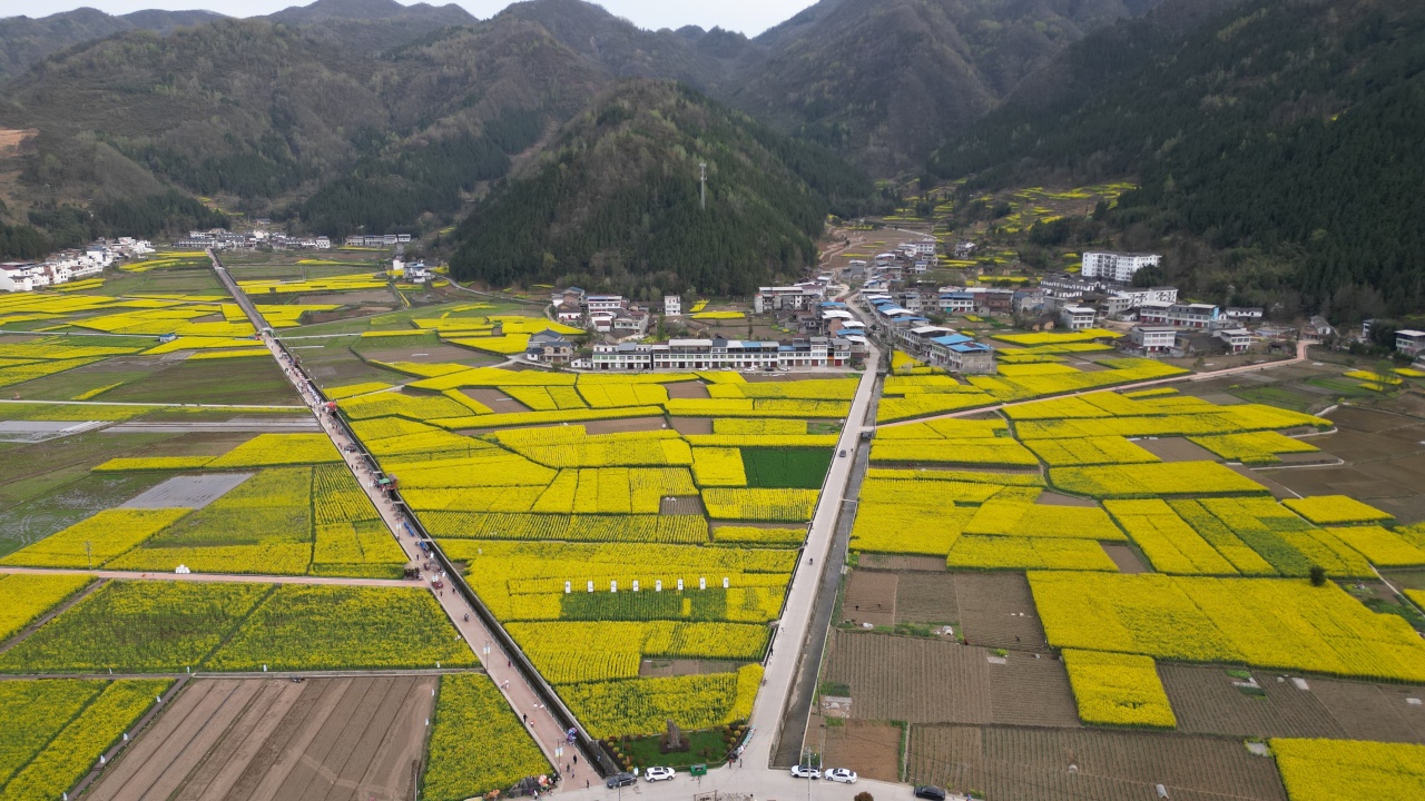陕西巴山深处的秘境生活着巴人和苗人后裔花开成海太美了