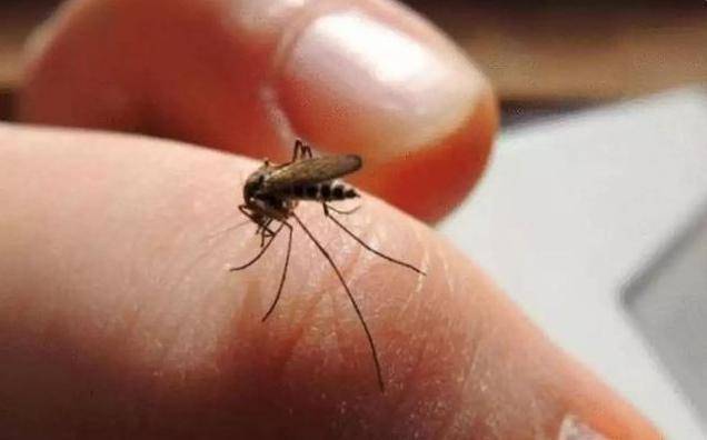 九成人不懂蚊子天敌教你用1招晚上开窗都不怕整夜安睡