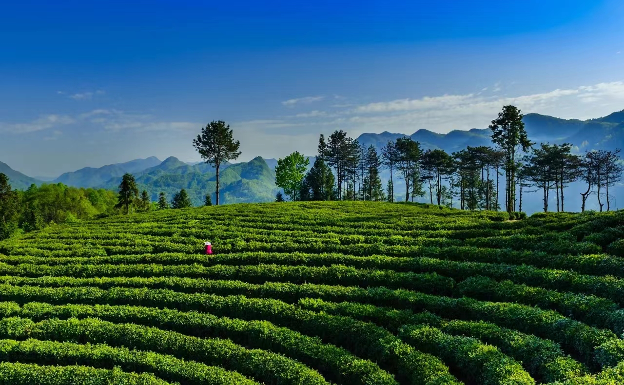 陕西巴山深处的秘境生活着巴人和苗人后裔花开成海太美了
