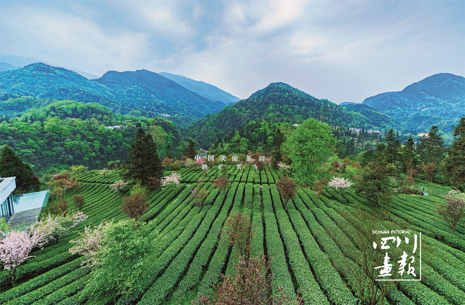 画卷天府百花迎春在春天的峨眉赏美景品佳茗