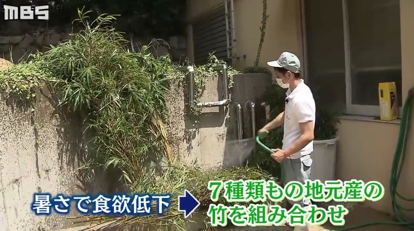 天气炎热的时候,动物园担心"爽爽"会食欲下降,就准备了7种竹子组合而