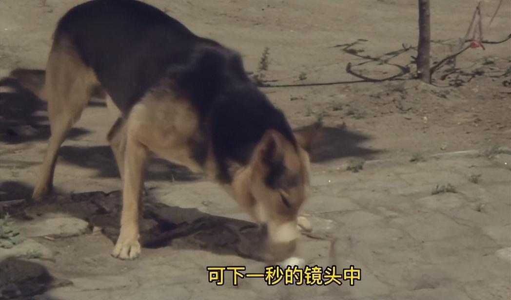 回顾少林寺中的穿帮镜头湿衣服瞬间变干李连杰被殴打