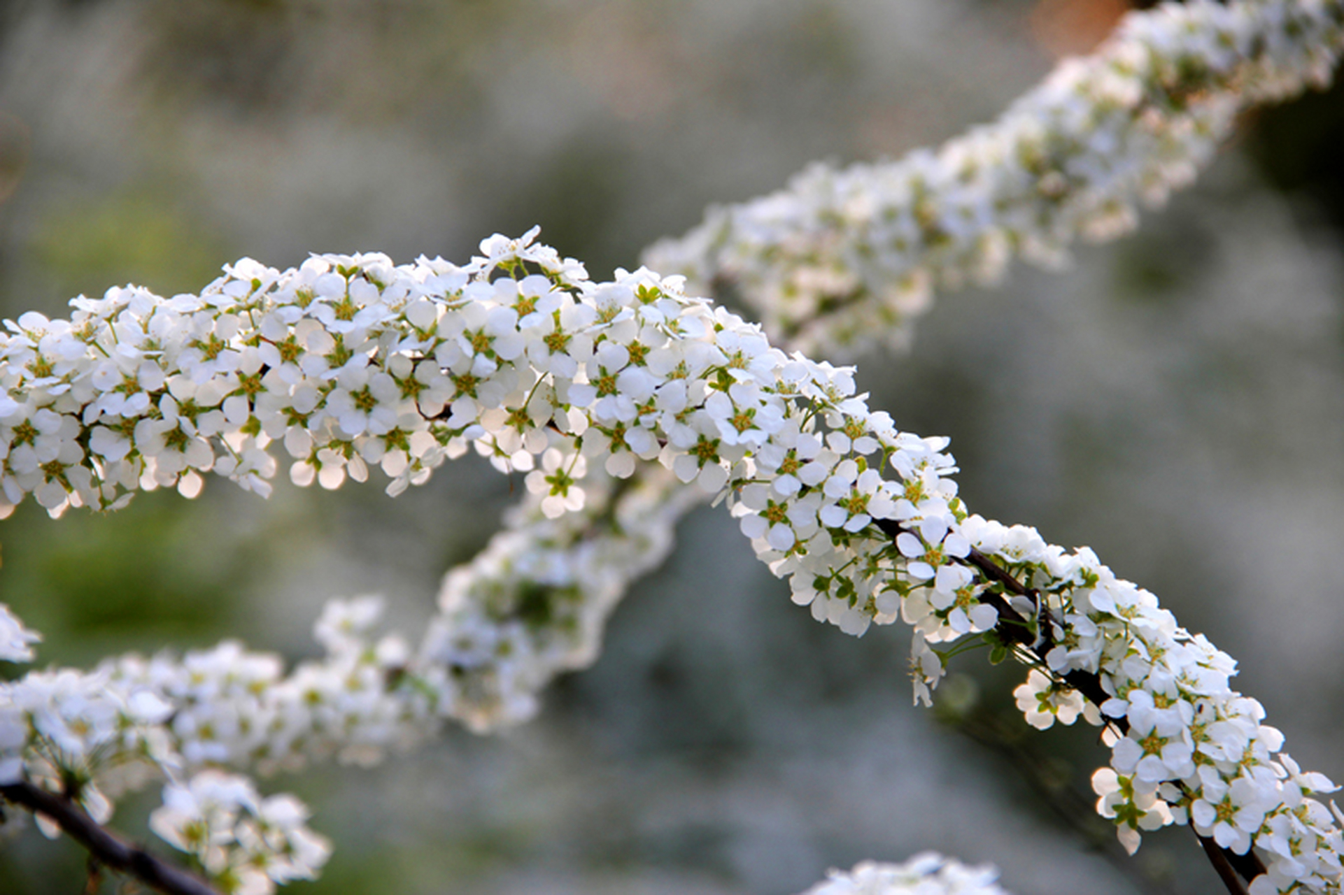 雪柳花的花语图片