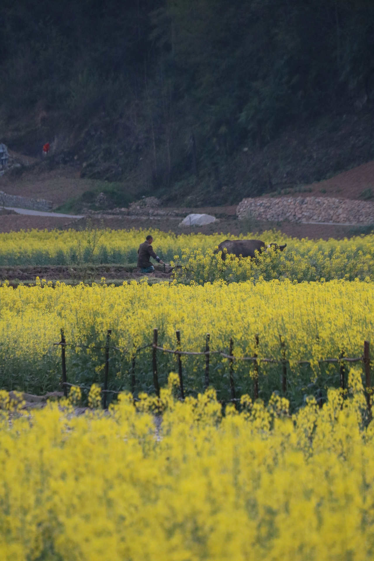 陕西巴山深处的秘境生活着巴人和苗人后裔花开成海太美了