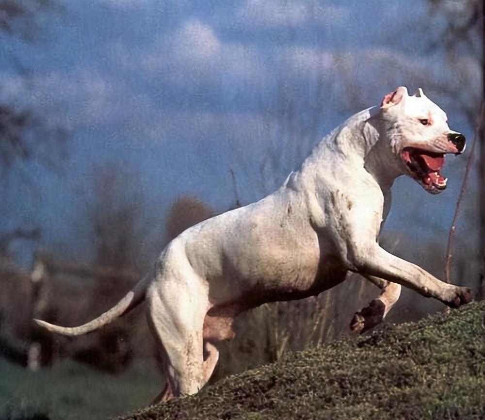 2016年保安被狗咬伤缝200针索赔15万狗主人咬你是看得起你