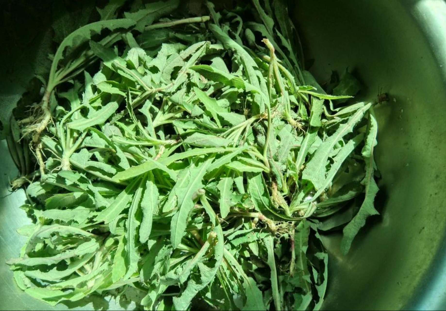 随着气温回升,农村山野中的野菜生长旺季到来,苦菜作为