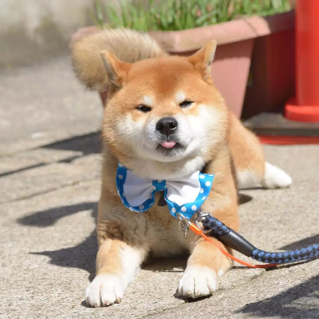 公认最"忠诚"的3种狗和最"反骨"的3种狗,很多人养错了!