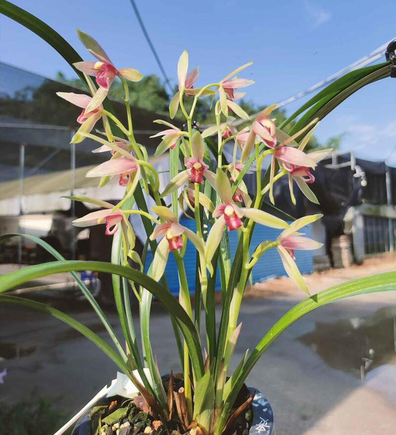 兰花不开花?别急,高手教你三招"催花术"!