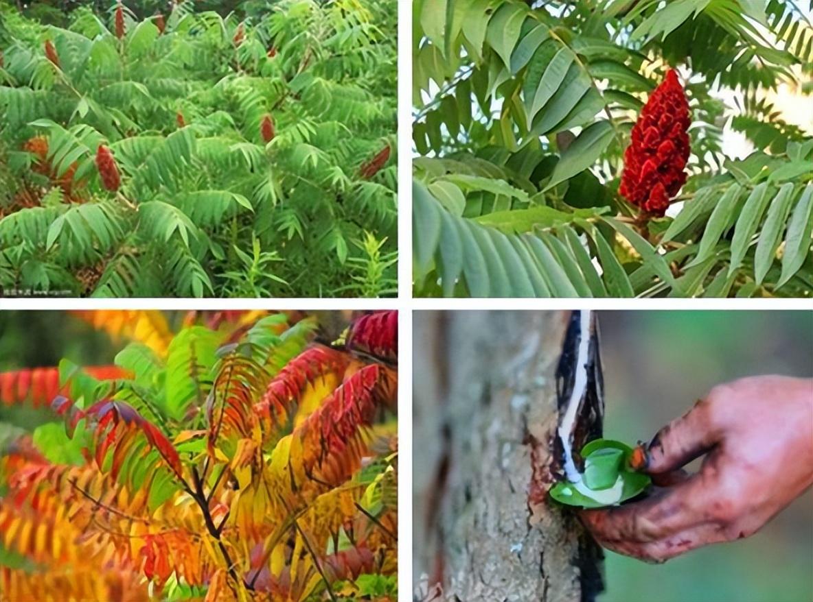 回顾木薯既然有毒为何还有人大量种植呢是还有人食用吗
