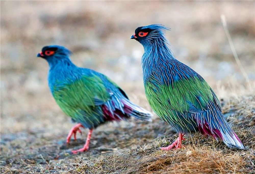 回顾西藏发现一种怪鸡红脸红脚红尾巴被捉住就不吃不喝绝食而亡