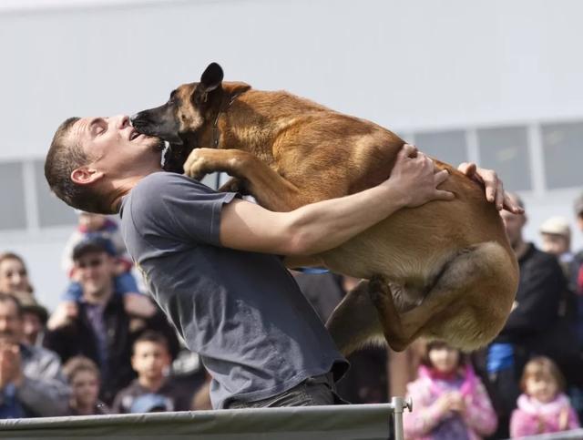 一只狗出现这些行为,代表你养狗很失败,别不当回事