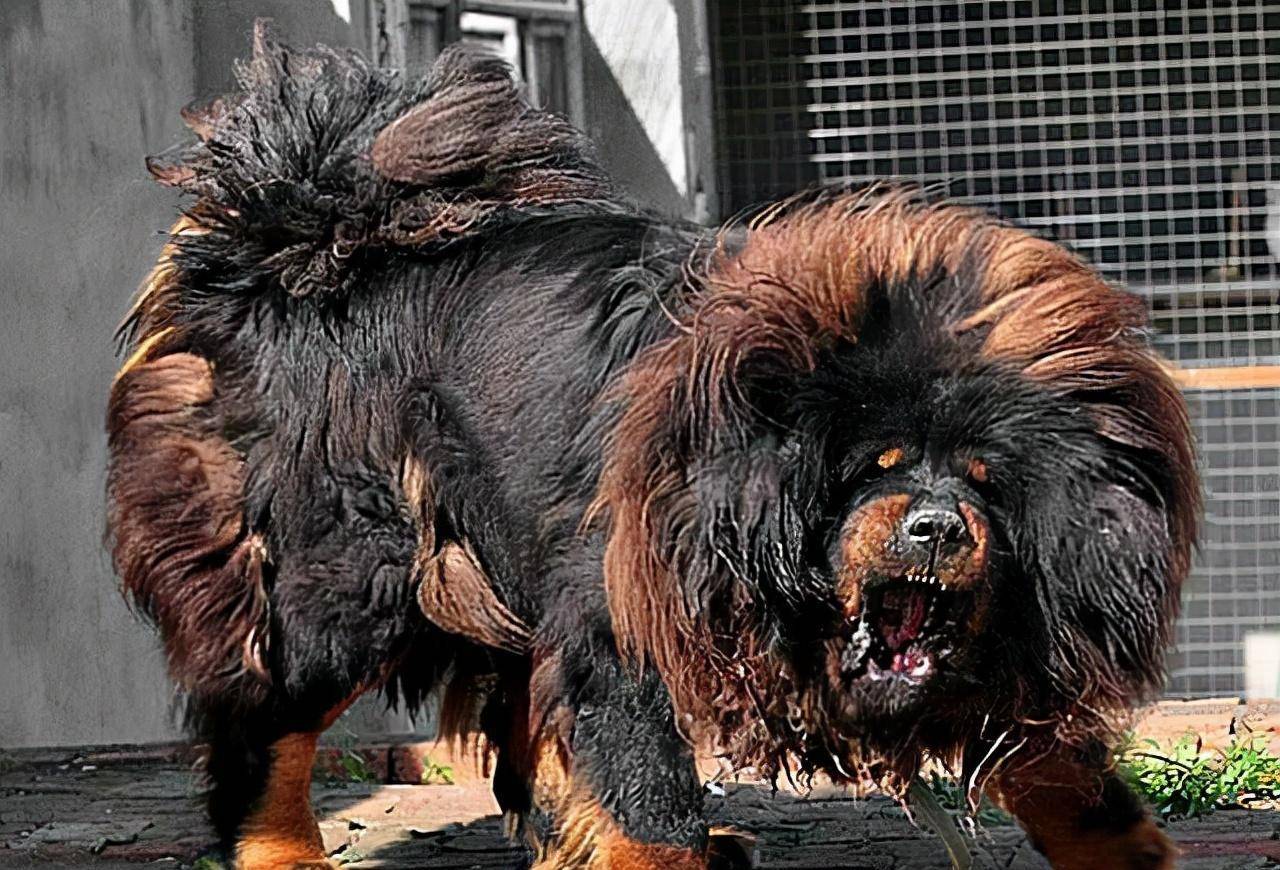 一些普通的藏獒配种费就已经高达几十万元.