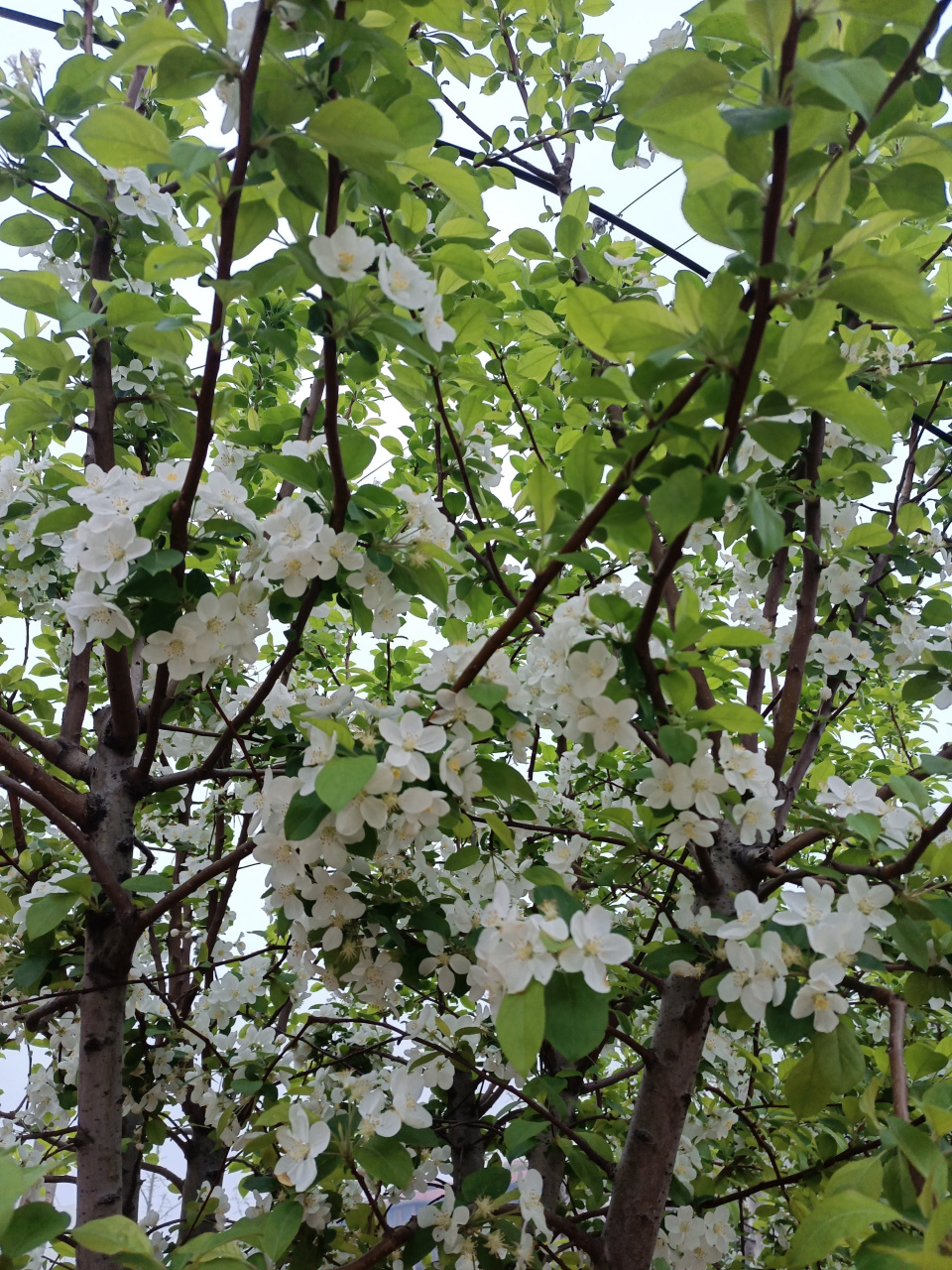 一枝梨花压海棠青木源图片