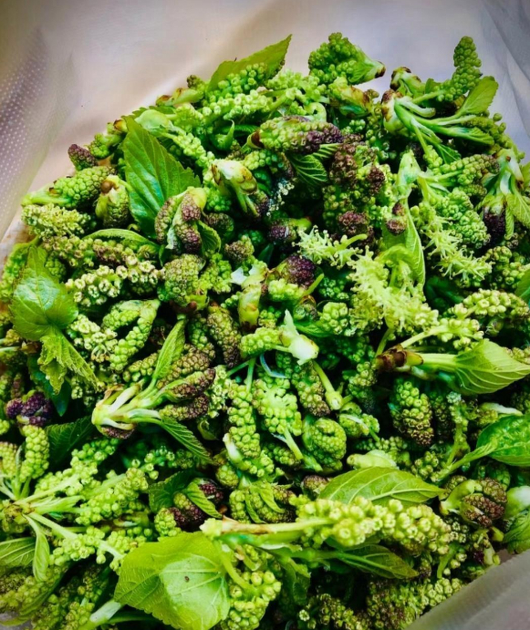 楮不揪,只属于春季的美食