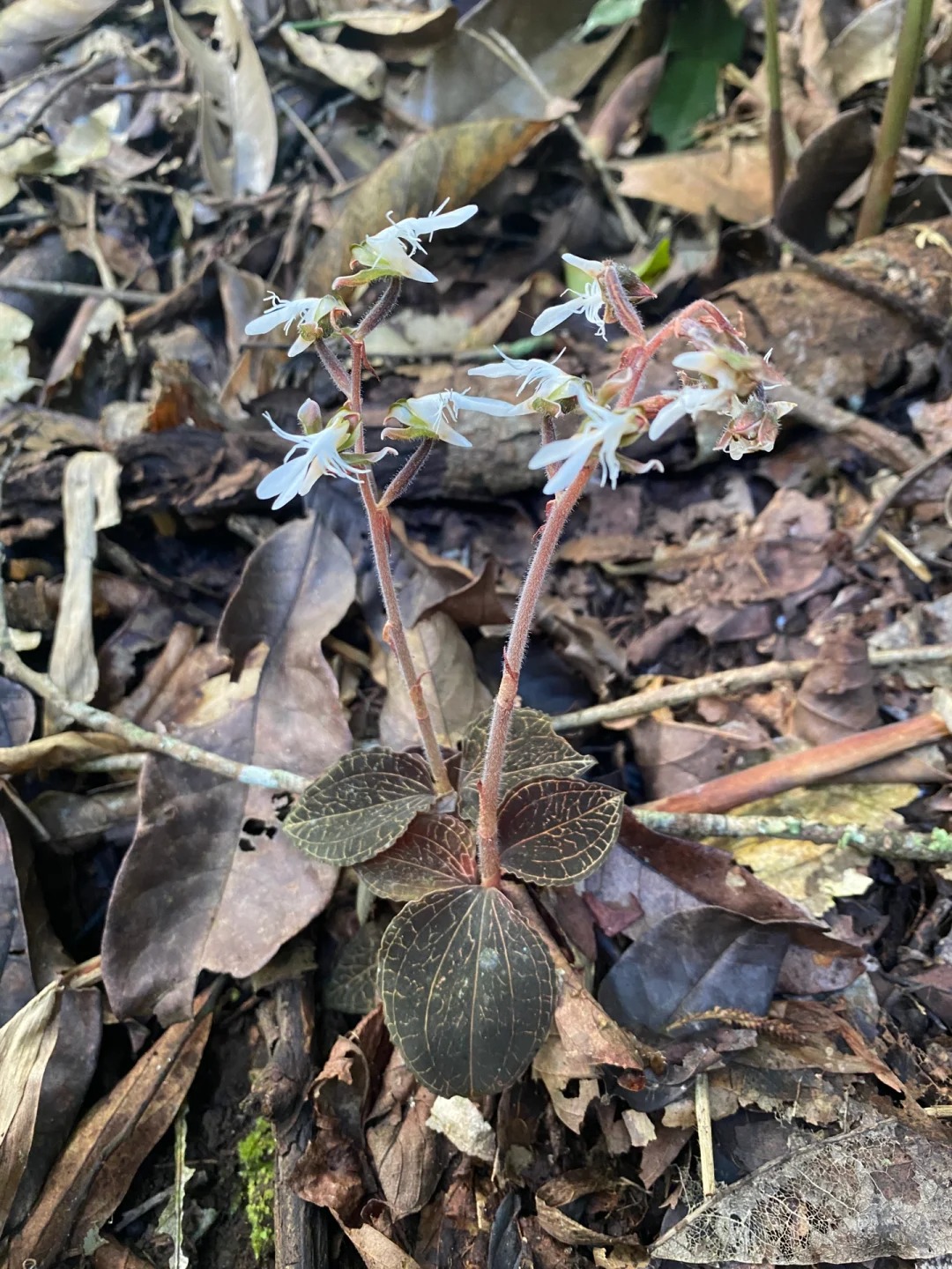 野生的金线莲,金线莲又叫金线兰.@农人莉莉的动态