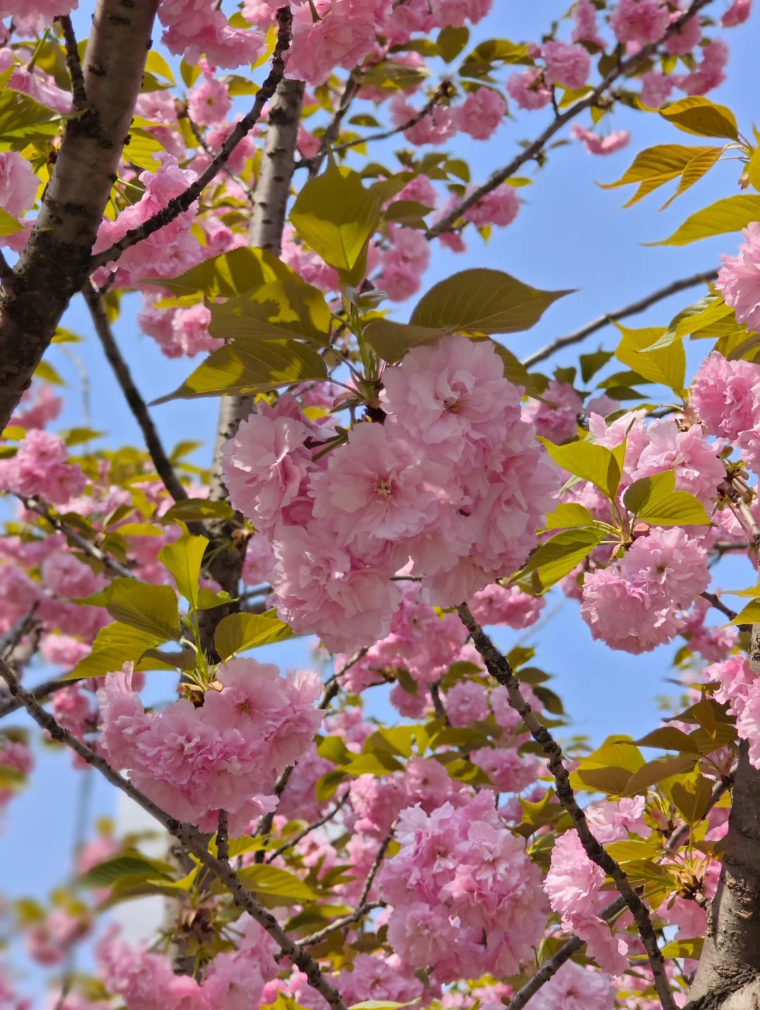 现在这季节是晚樱盛花期 晚樱花瓣更大朵更粉一点儿