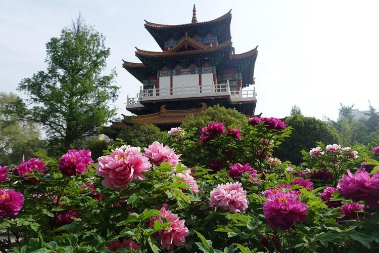 洛阳牡丹园景点介绍
