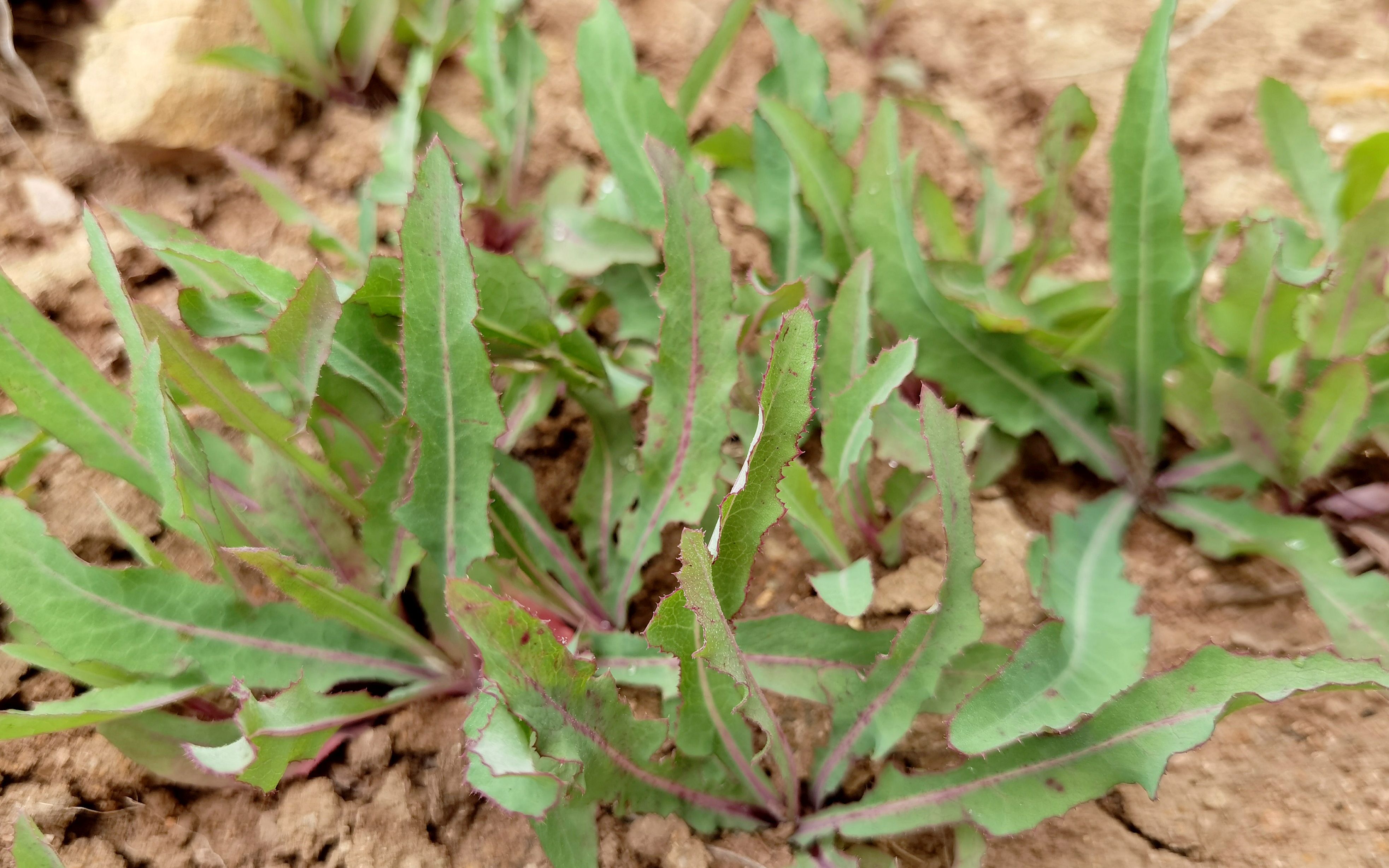 中国北方常见野菜