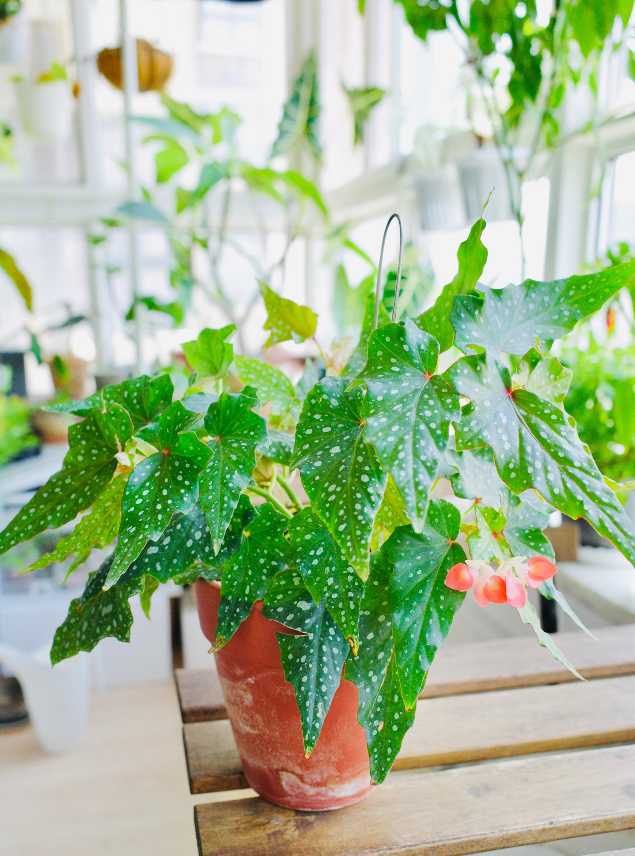 原来还有这么美的室内植物,叶大花美,文艺范十足,耐阴且好养