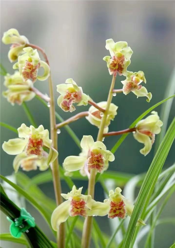 云南兰博展上,出现一株"金贵"兰花,一苗天价,开花后确实美