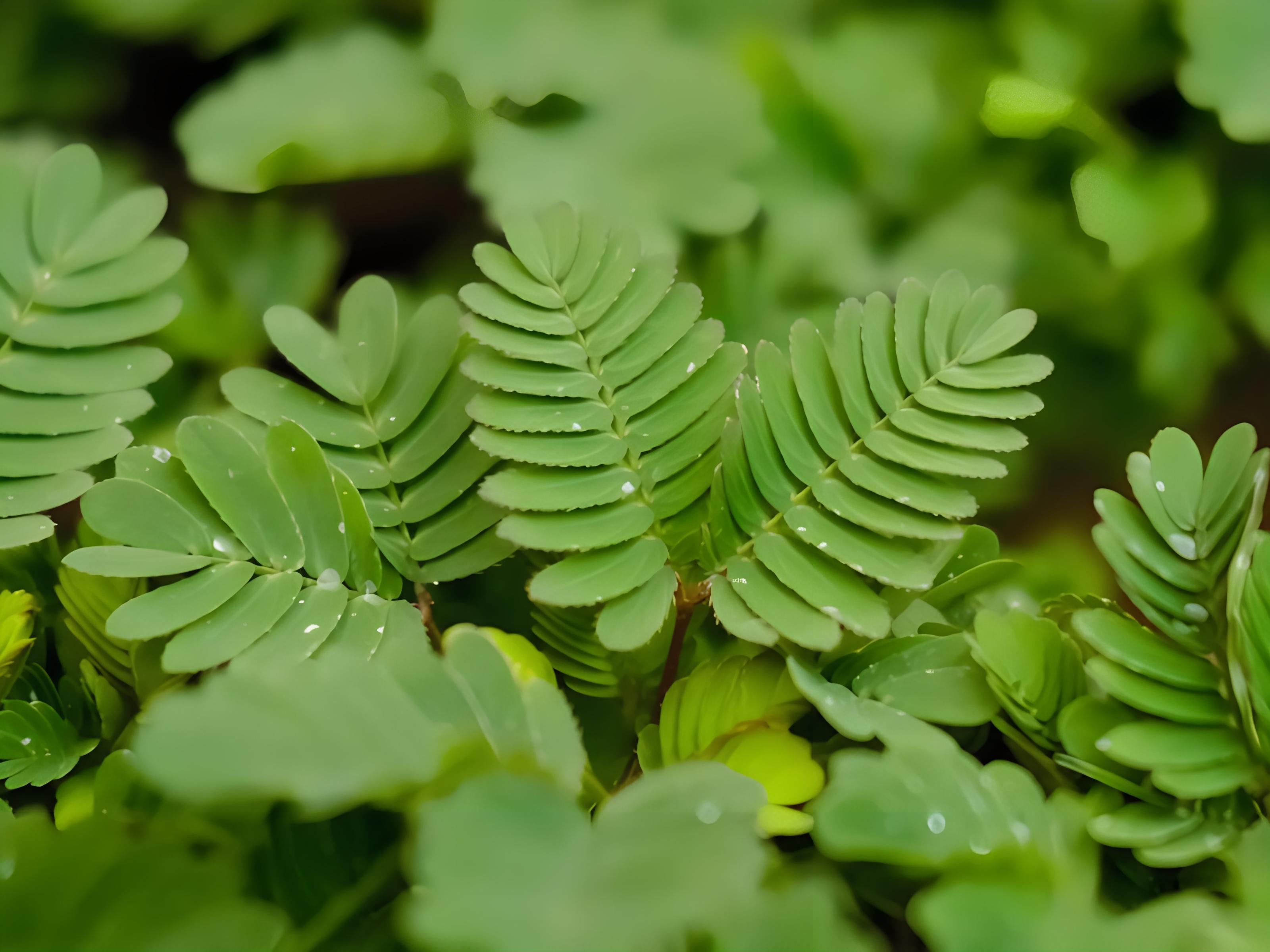 含羞草长什么样图片