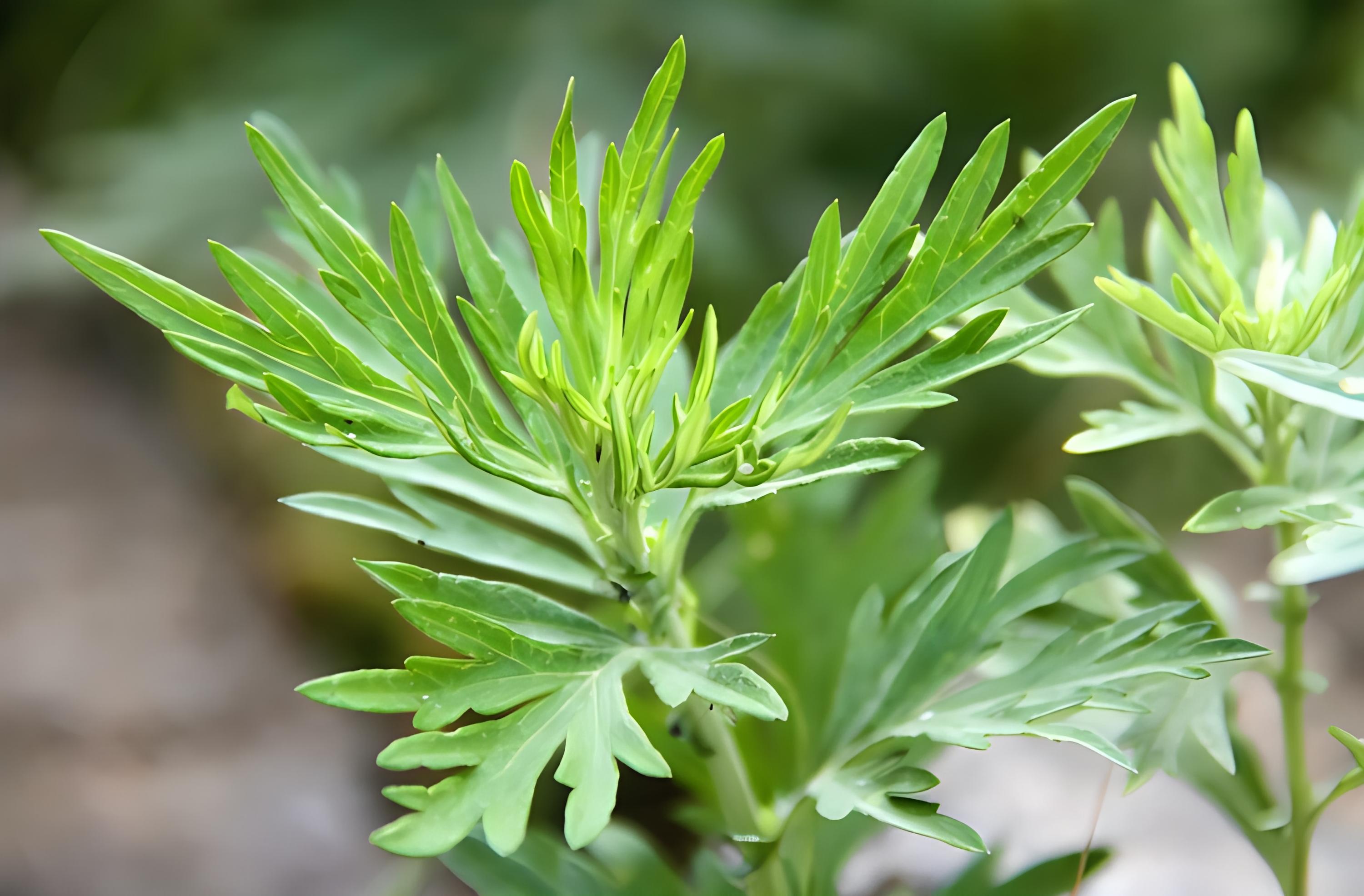 茵陈和艾草是一种植物吗?茵陈和艾草有什么区别?