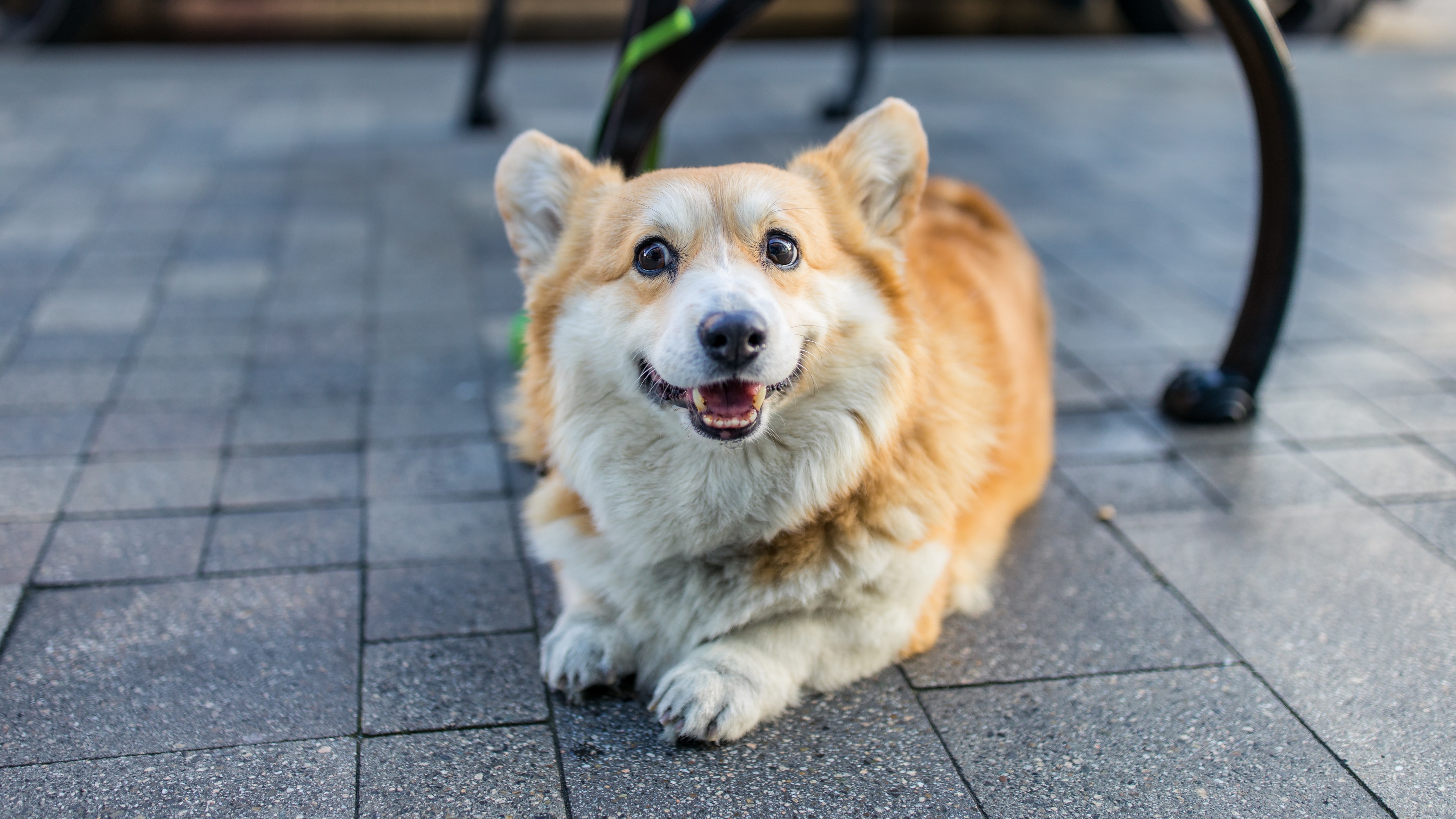 狗狗也会记仇吗?执业兽医师告诉你