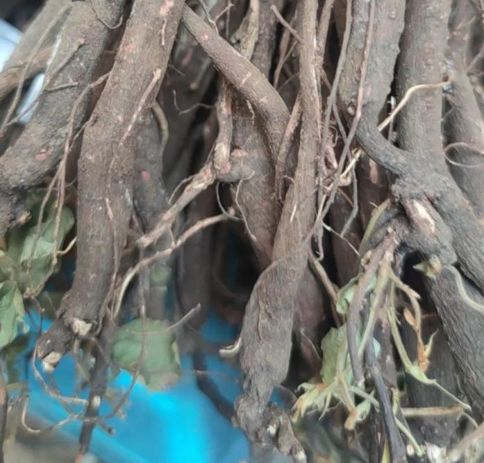 千斤拔怎么吃效果最好,搭配什么煲汤?分享正确的吃法和选购!