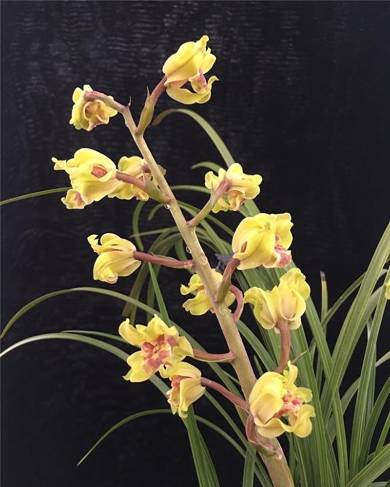 云南兰博展上,出现一株"金贵"兰花,一苗天价,开花后确实美