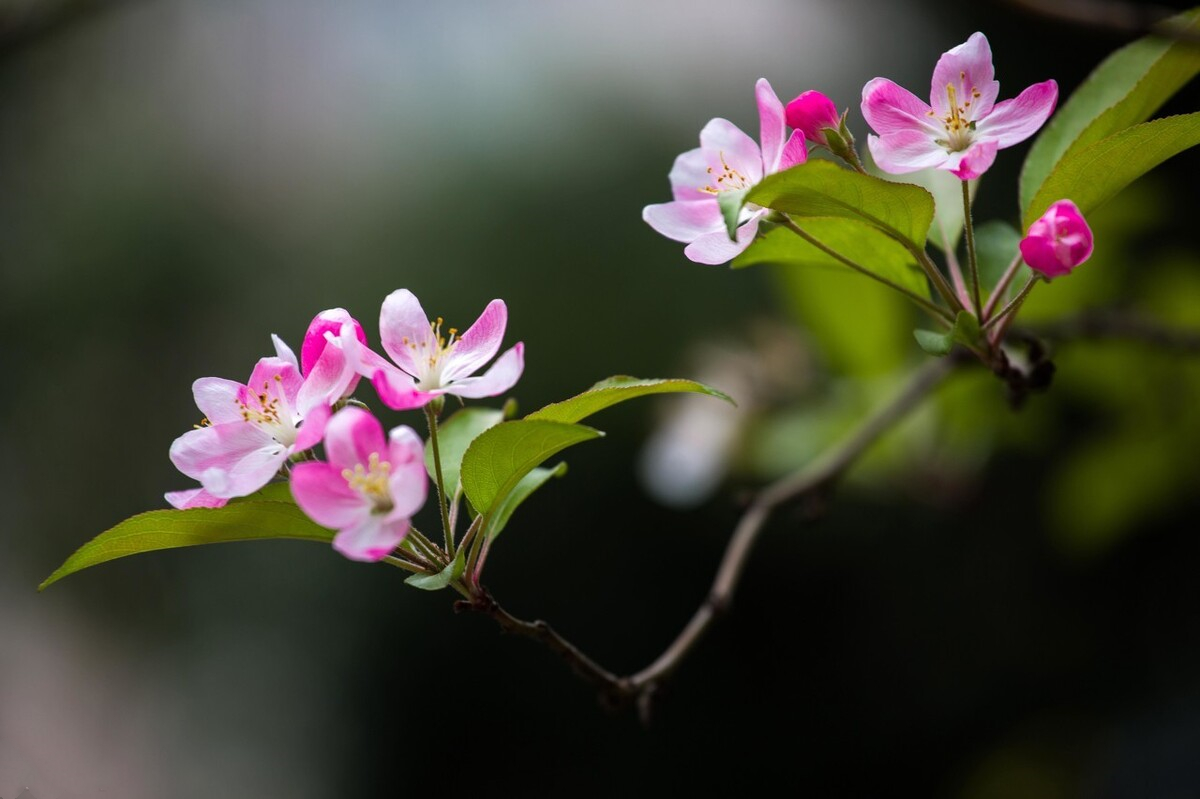 好看的花花图片唯美图片