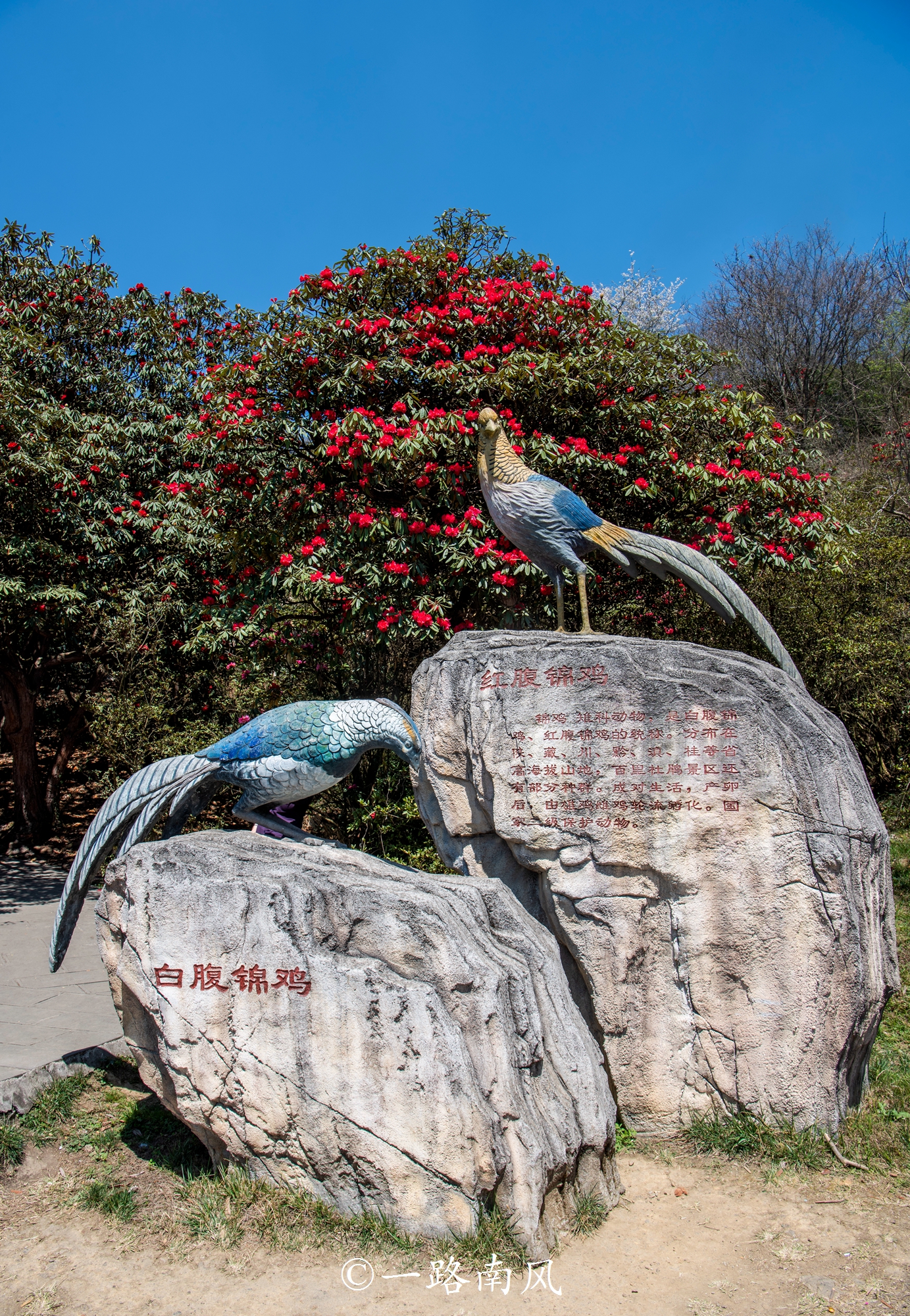 贵州这个5a景区又火了,每天人山人海,今年广东游客免费
