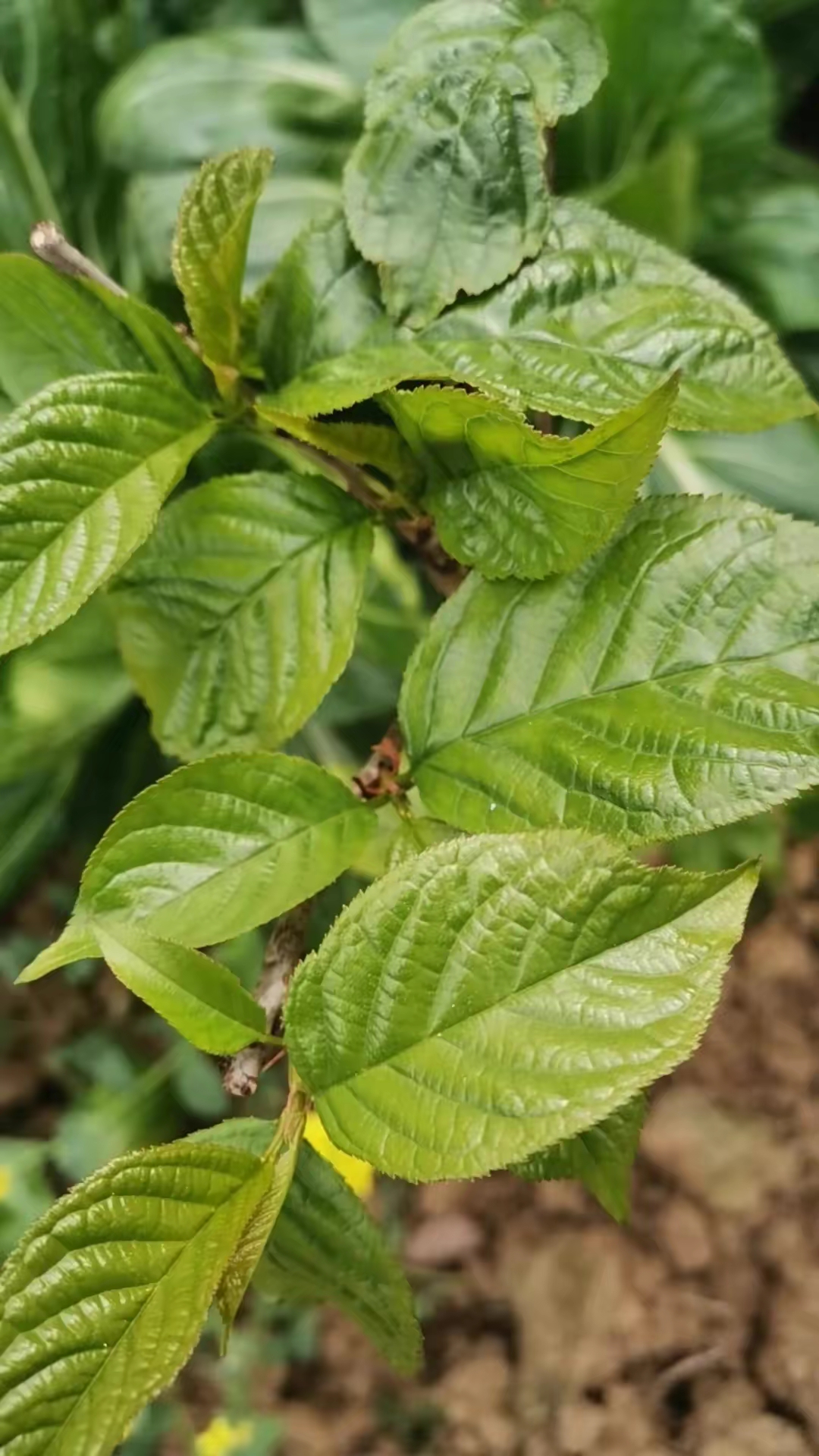 樱花树叶像什么图片