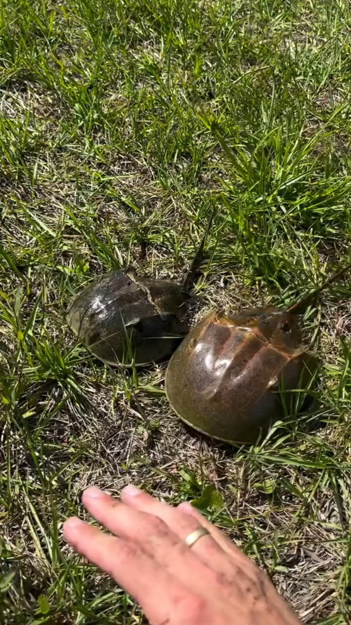 鲎的外表虽和三叶虫相近,早在4亿多年前,鲎就生活在地球上!