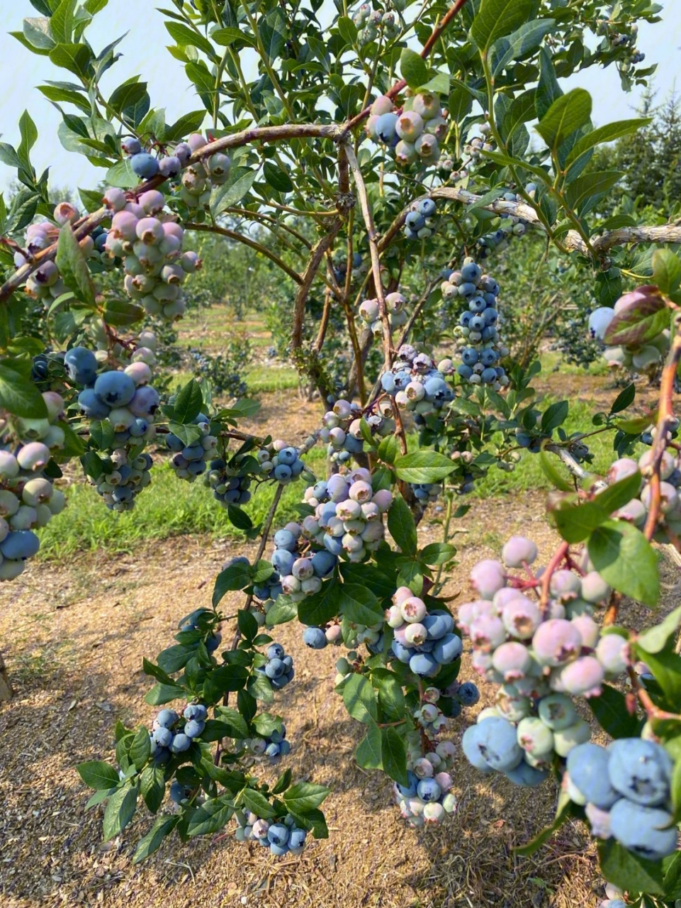 家庭种植蓝莓还可以参考以下要点:  1.