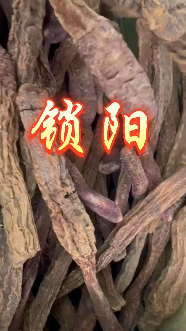 锁阳,沙漠双雄之一,有沙漠人参之美誉