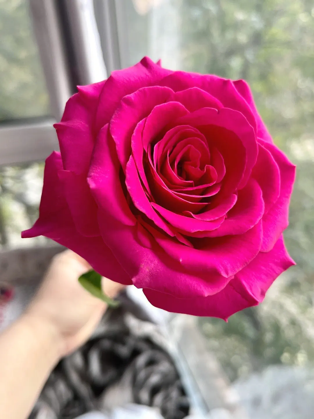 弗洛伊德玫瑰属于高级玫瑰吗