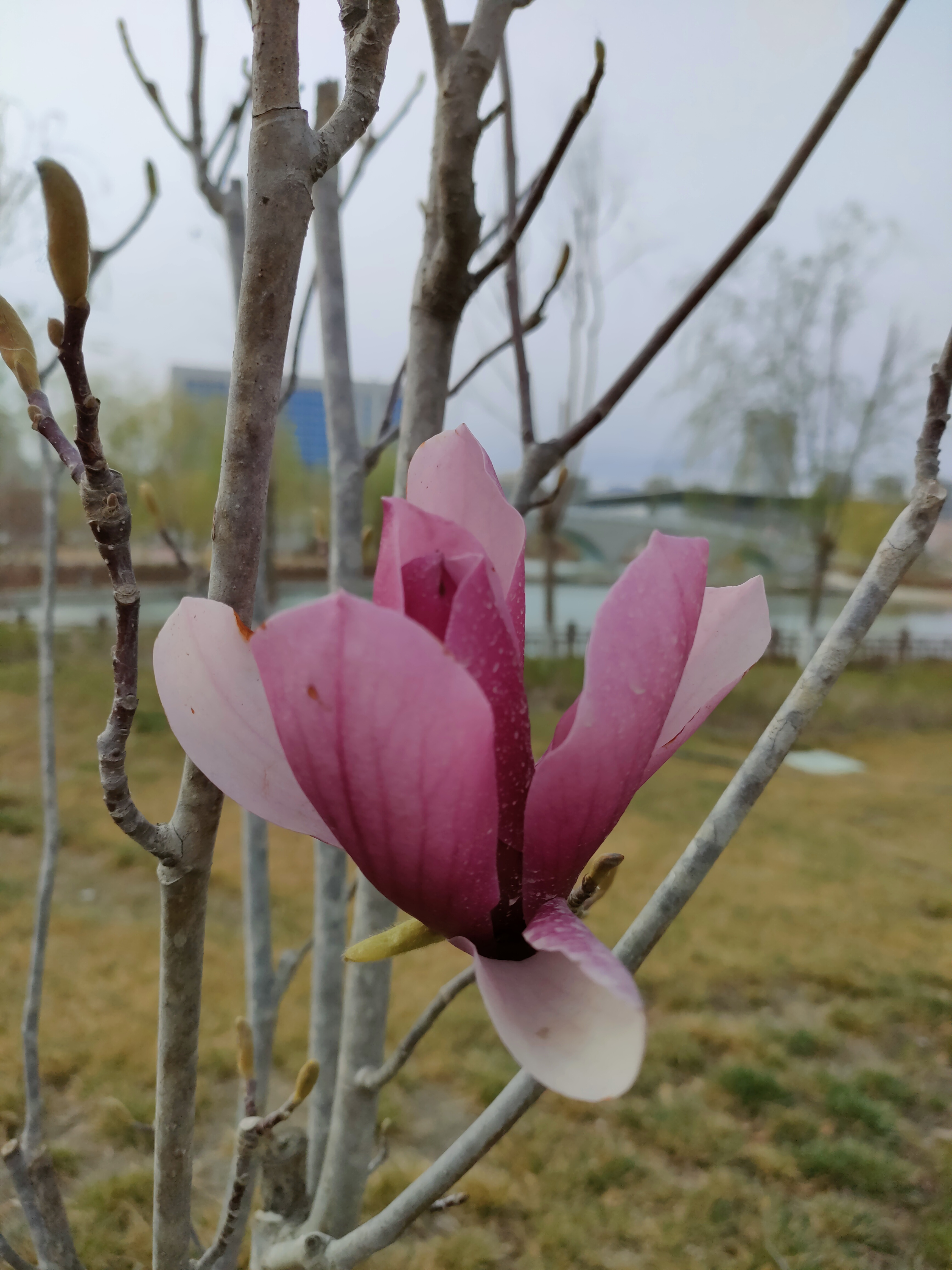 原来小区里的玉兰花有两种颜色闺蜜激动地发图高兴得说