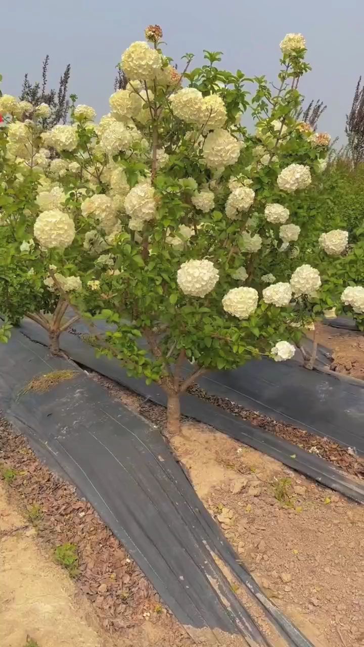 中华木绣球又名斗球花开如斗耐寒耐旱南北方都可以栽植