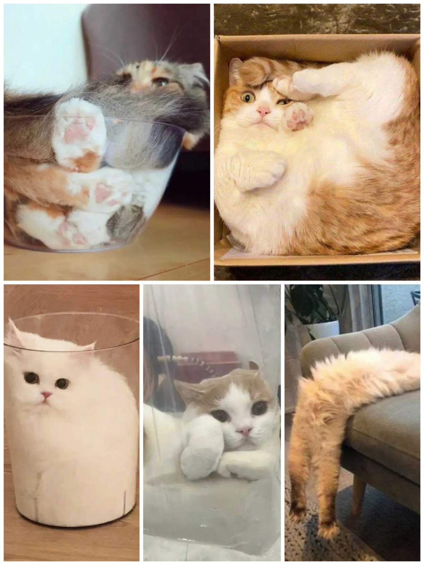 猫的液体形态