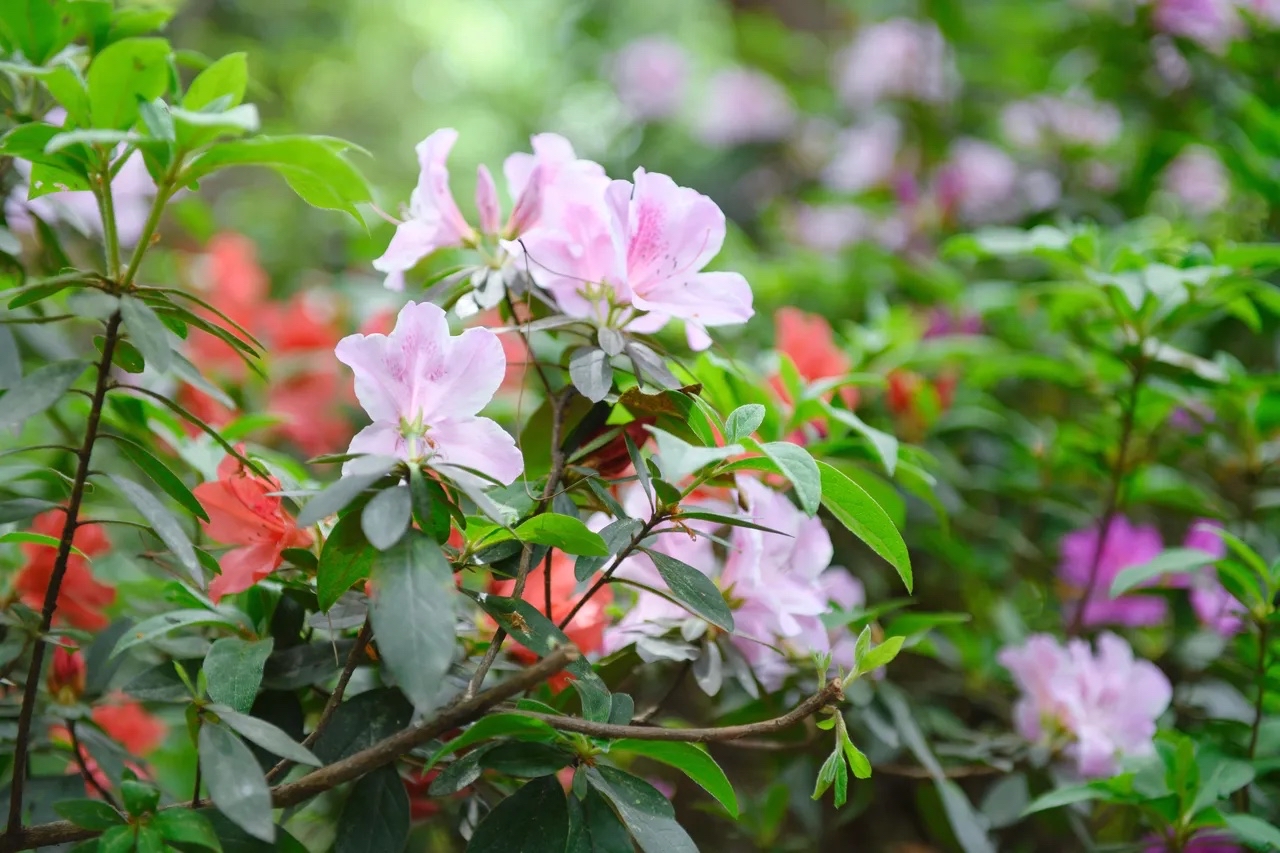 重庆铁山坪杜鹃花图片