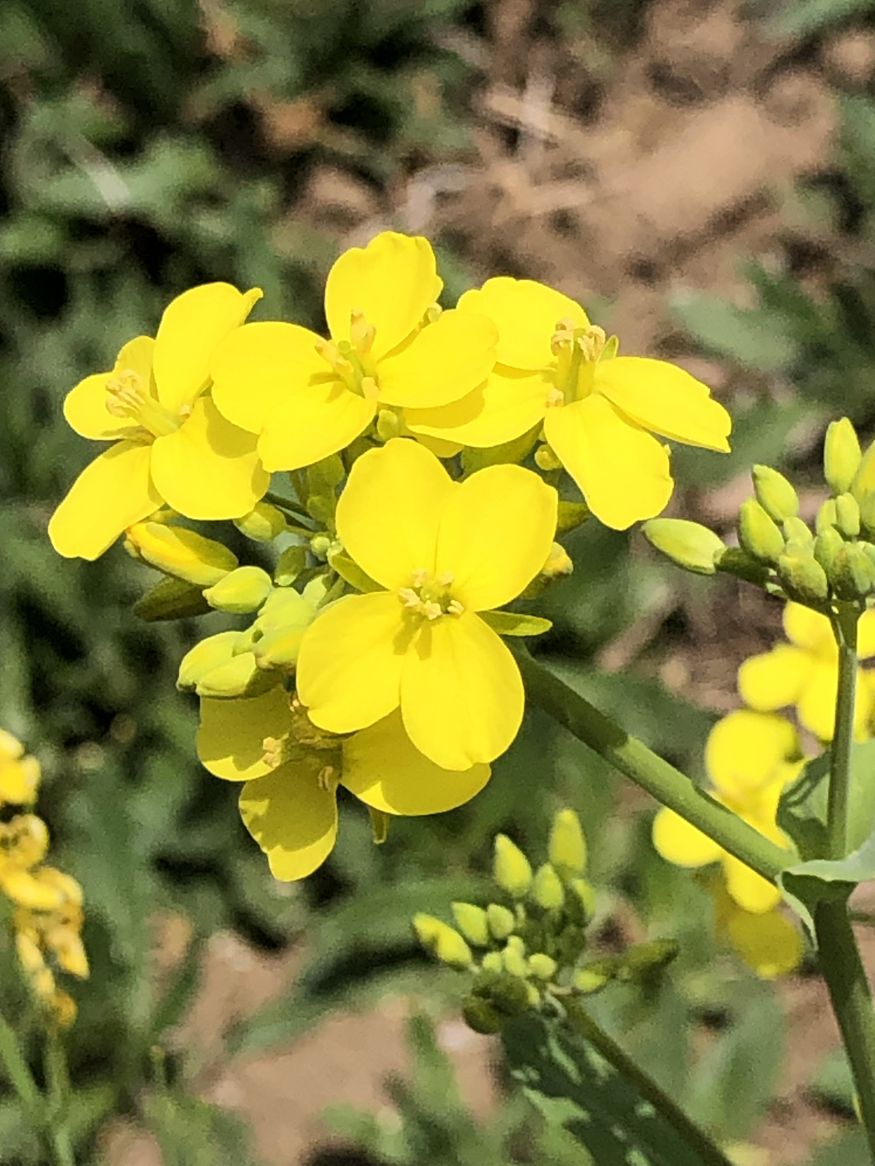 北方春季的花