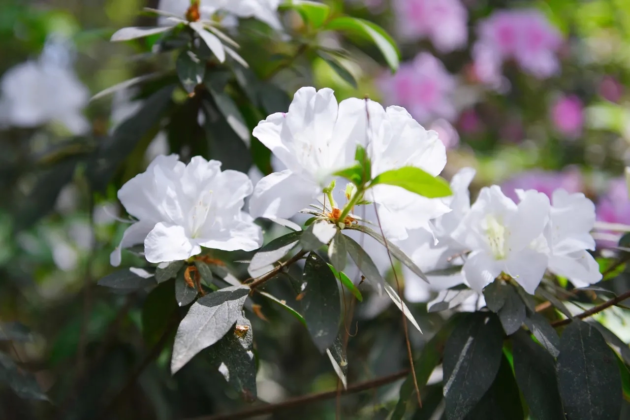 重庆铁山坪杜鹃花图片