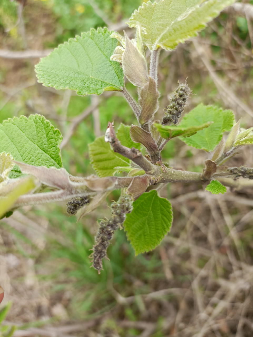 采摘野味,过来认一认,我们这里叫楮树揪子,你们那里叫什么?
