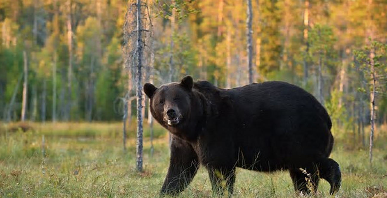 回顾:20年四川女子送7岁儿子补课,被黑熊咬死,状况惨不忍睹