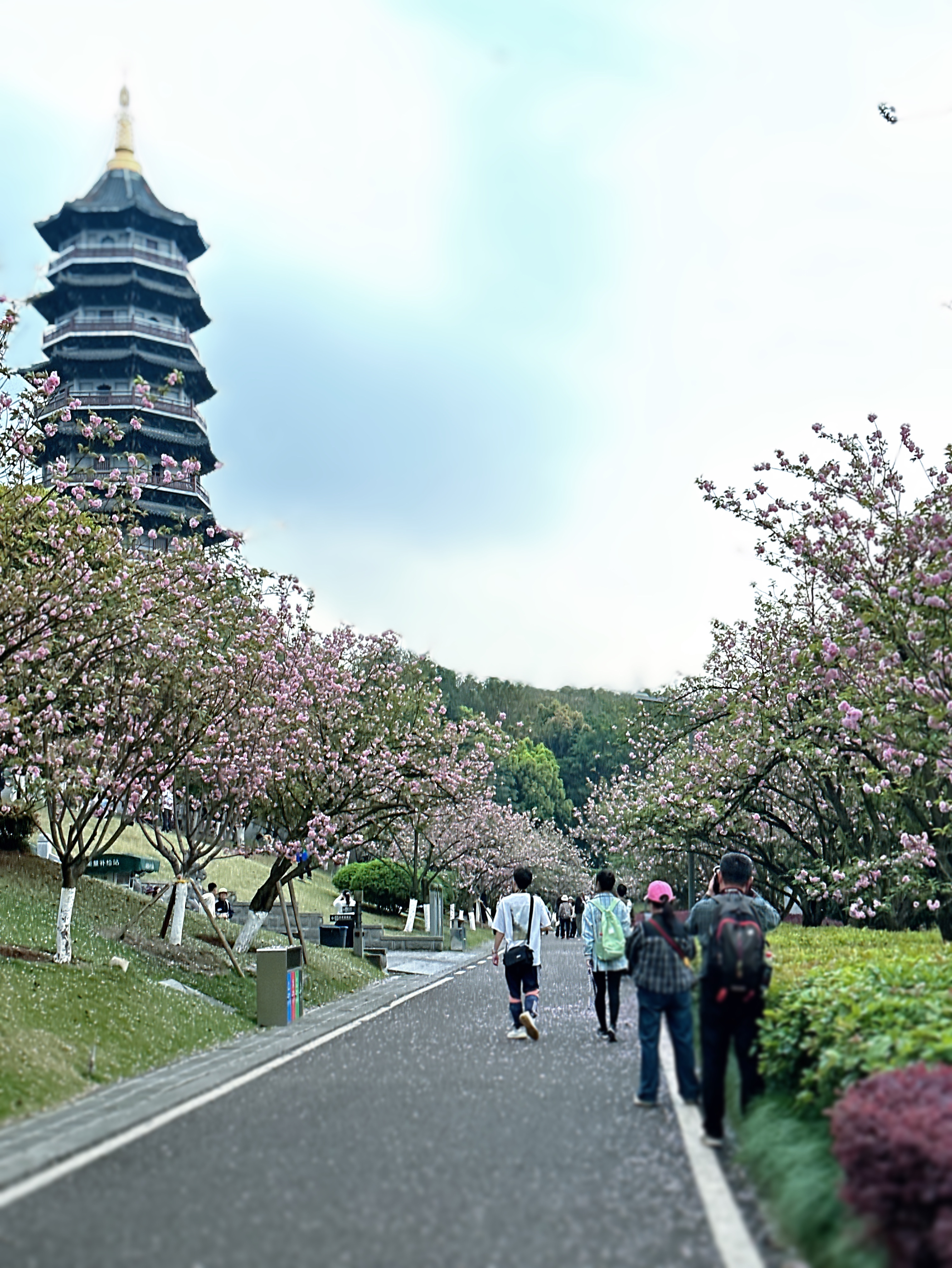 重庆樱花山公园图片