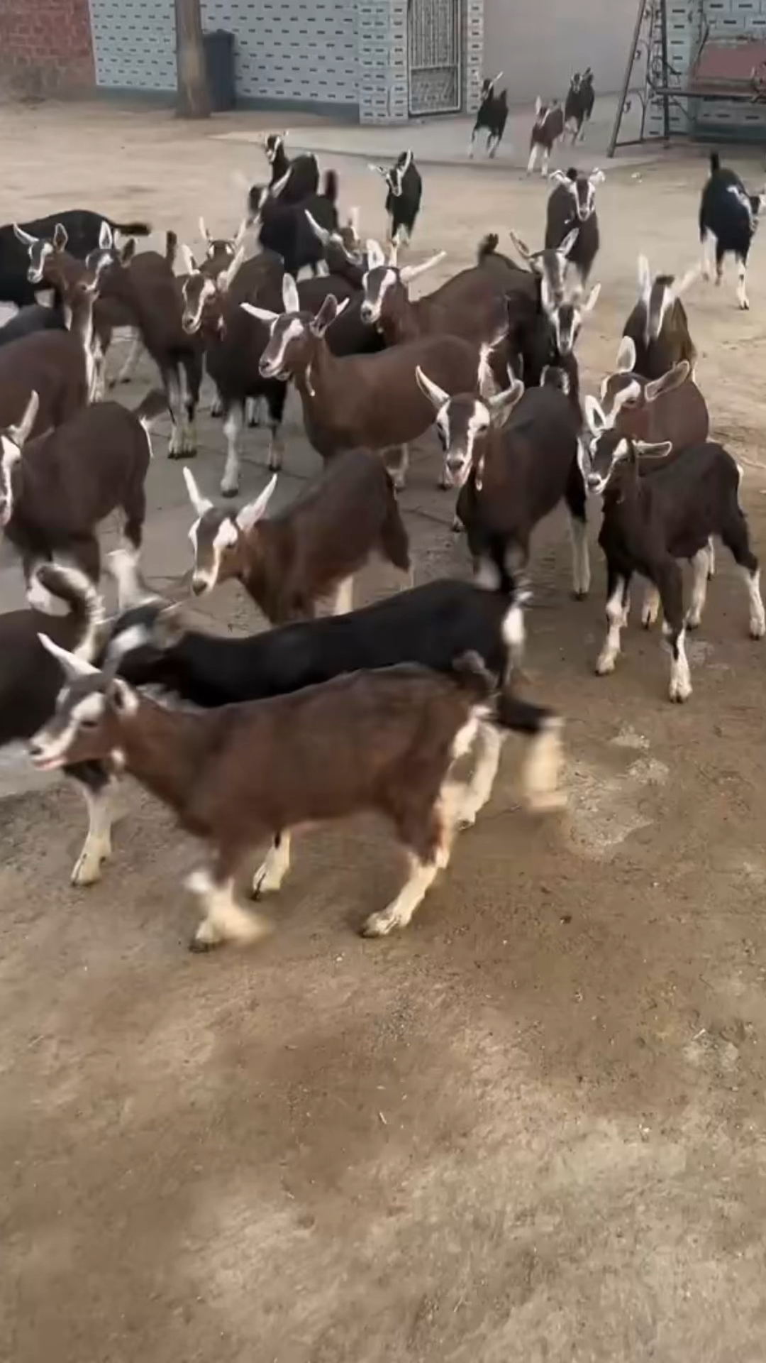 土根堡奶山羊阿尔卑斯奶山羊