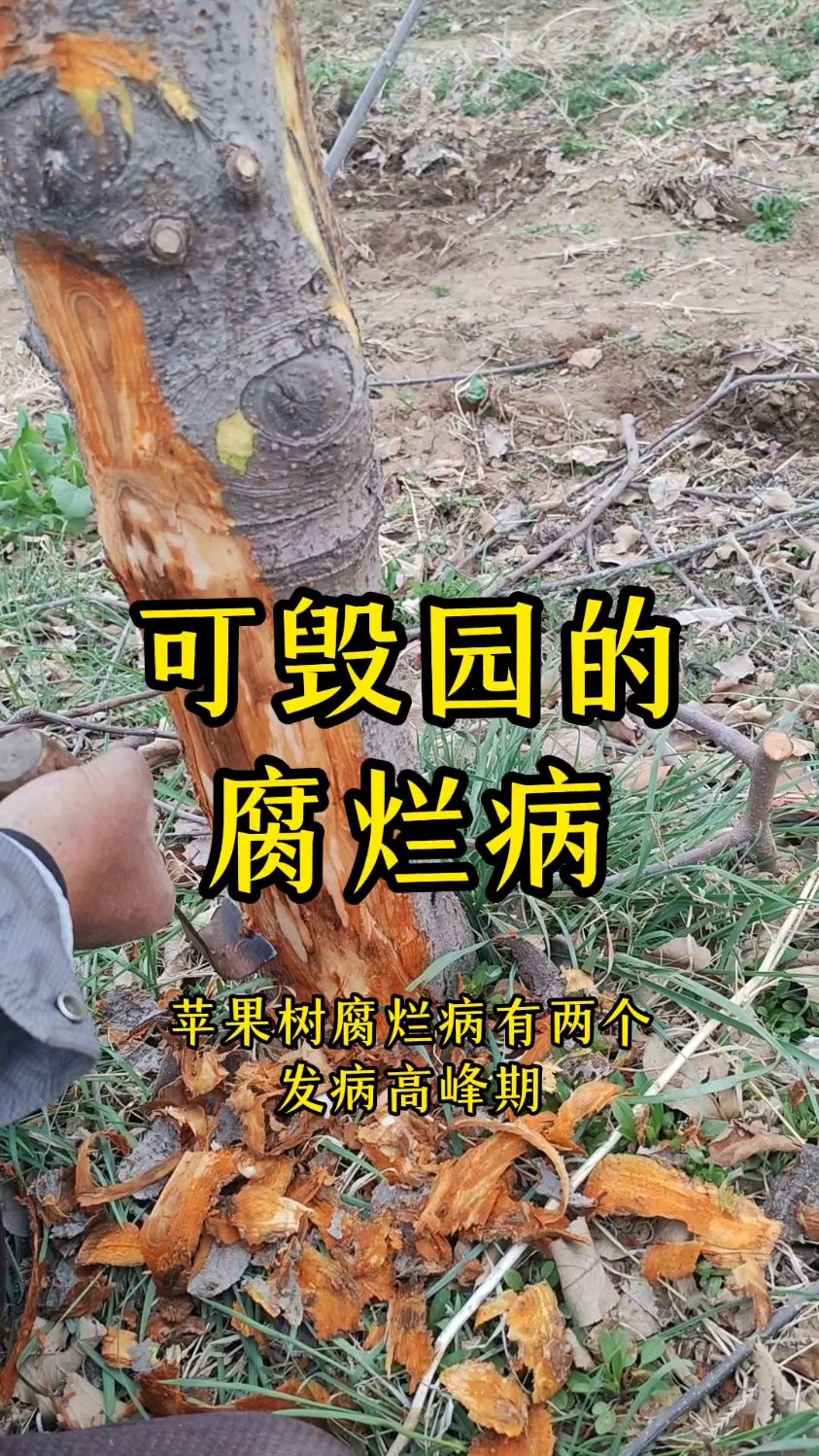 苹果树腐烂病有两个发病高峰期,苹果树腐烂病的原因和防治方法!